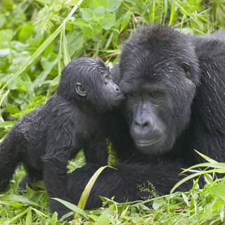 Mountains Uganda wallpaper