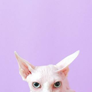 Bingus cat wallpaper