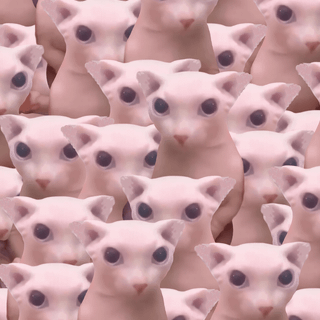 Bingus cat wallpaper