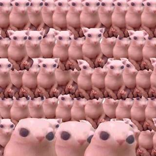 Bingus cat wallpaper