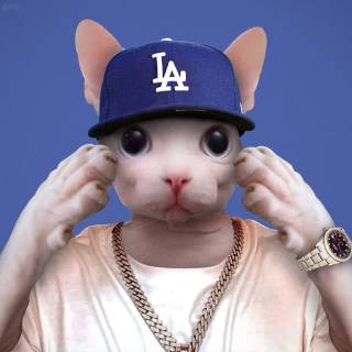 Bingus cat wallpaper