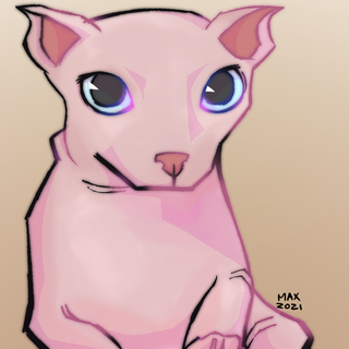 Bingus cat wallpaper