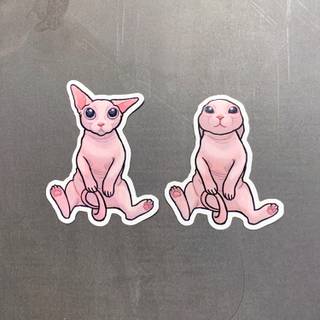 Bingus cat wallpaper