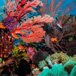 Sea coral wallpaper