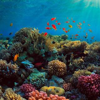Sea coral wallpaper