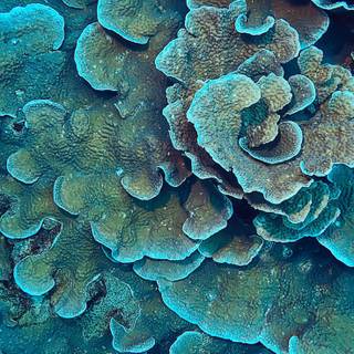 Sea coral wallpaper