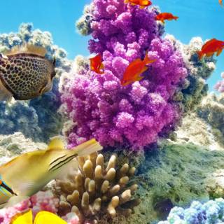 Sea coral wallpaper