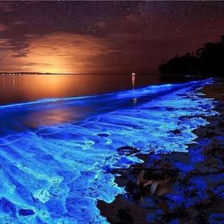 Phone bioluminescence wallpaper