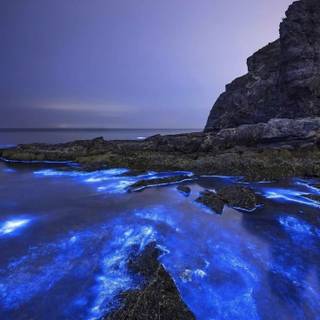Phone bioluminescence wallpaper
