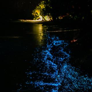 Phone bioluminescence wallpaper