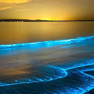 Phone bioluminescence wallpaper