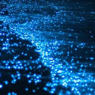 Phone bioluminescence wallpaper