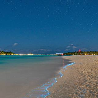 Phone bioluminescence wallpaper