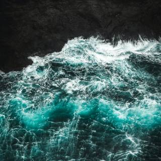 Phone bioluminescence wallpaper