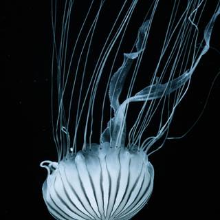 Phone bioluminescence wallpaper