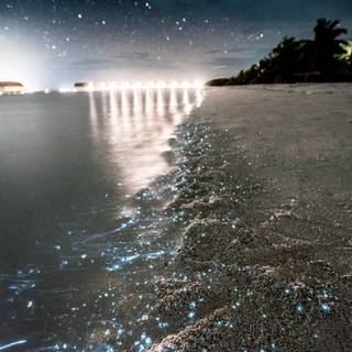 Phone bioluminescence wallpaper