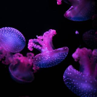 Phone bioluminescence wallpaper