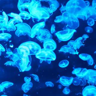 Phone bioluminescence wallpaper