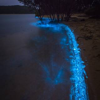 Phone bioluminescence wallpaper