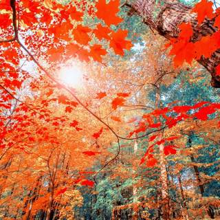 MacOS autumn wallpaper