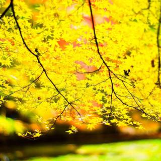 MacOS autumn wallpaper