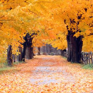 MacOS autumn wallpaper