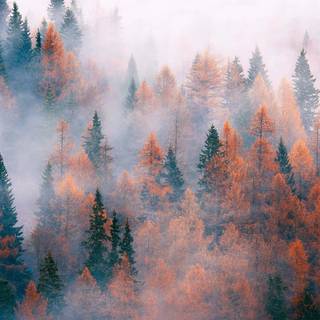 MacOS autumn wallpaper