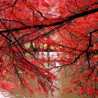 Laptop aesthetic autumn wallpaper