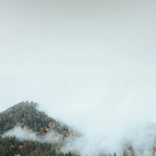 Black forest iPhone wallpaper