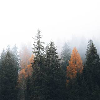 Valley autumn wallpaper