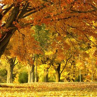 MacOS autumn wallpaper