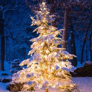 Nature Xmas wallpaper