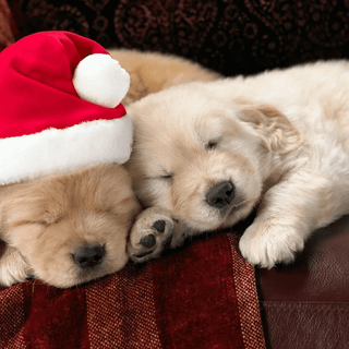 Xmas animal wallpaper