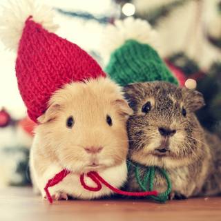 Xmas animal wallpaper