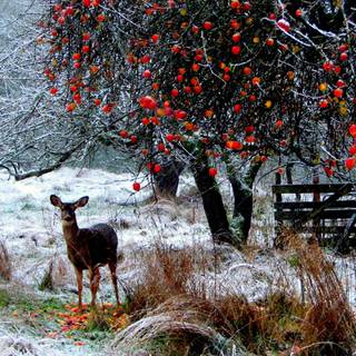 Nature Xmas wallpaper