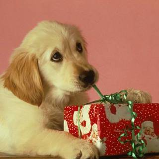 Xmas animal wallpaper