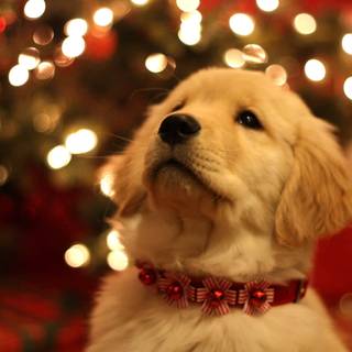 Xmas animal wallpaper