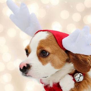 Xmas animal wallpaper