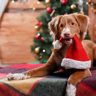 Xmas animal wallpaper