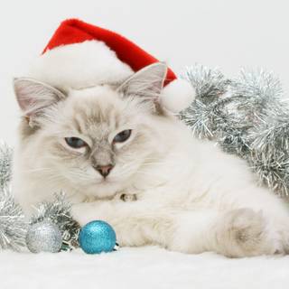 Xmas animal wallpaper