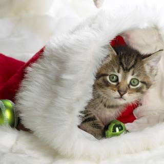 Xmas animal wallpaper