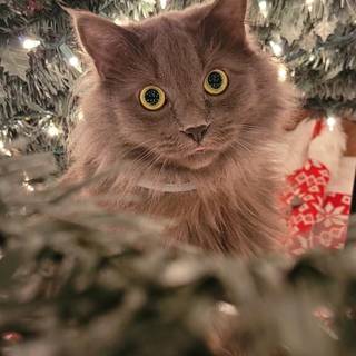 Xmas animal wallpaper