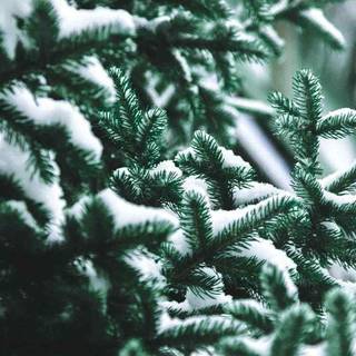 Nature Xmas wallpaper