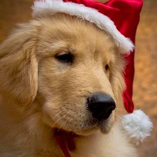 Xmas animal wallpaper