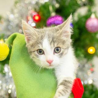 Xmas animal wallpaper