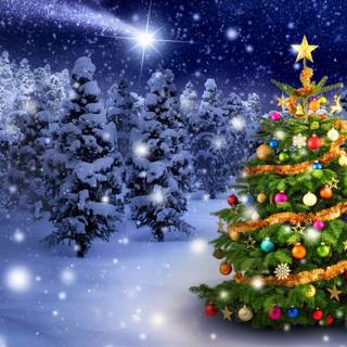 Xmas tree outdoor wallpaper