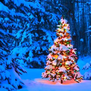 Xmas tree outdoor wallpaper