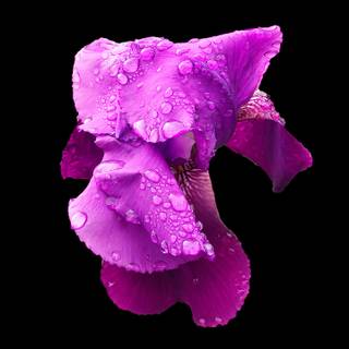 Black purple phone wallpaper