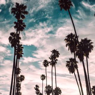 Los Angeles sunset 4k wallpaper