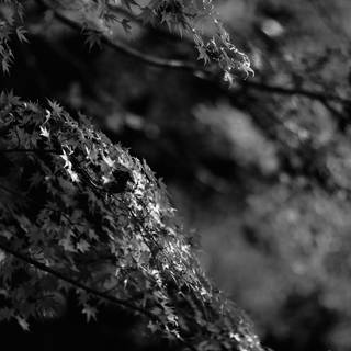 Black Japanese 4k wallpaper